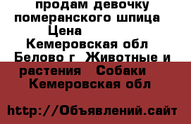 продам девочку померанского шпица › Цена ­ 27 000 - Кемеровская обл., Белово г. Животные и растения » Собаки   . Кемеровская обл.